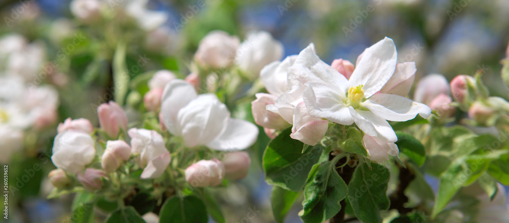Close up on white apple blossoms . Spring background. Close up on white apple blossoms . Spring background.