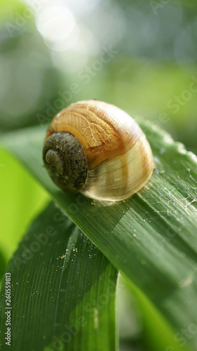 snail in the shell