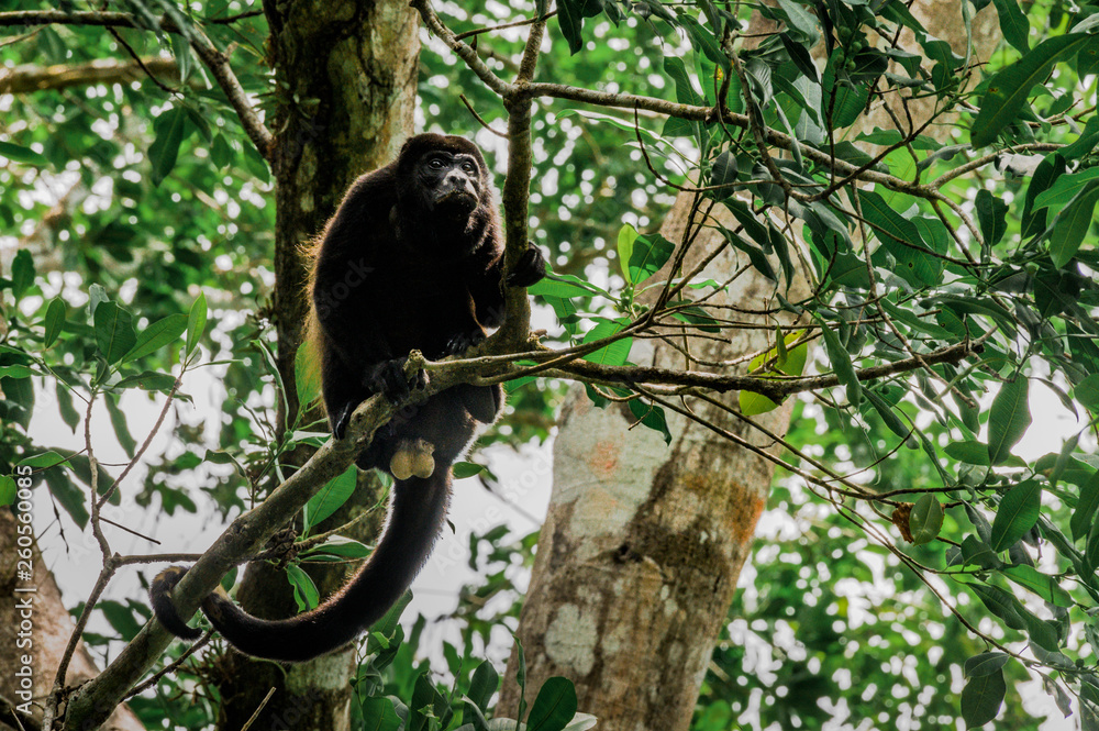 Fototapeta premium Singe Hurleur