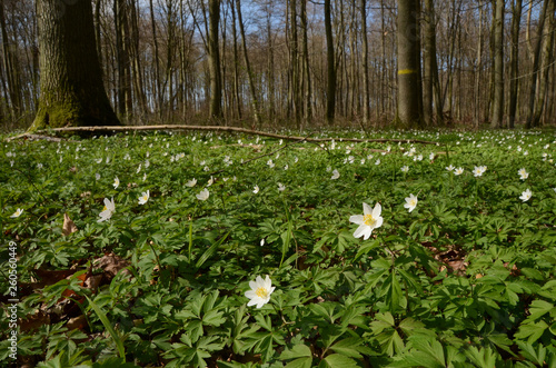 Anemone cover on the bottom of the forest, with a sigle flower in the foreground a focus point..
