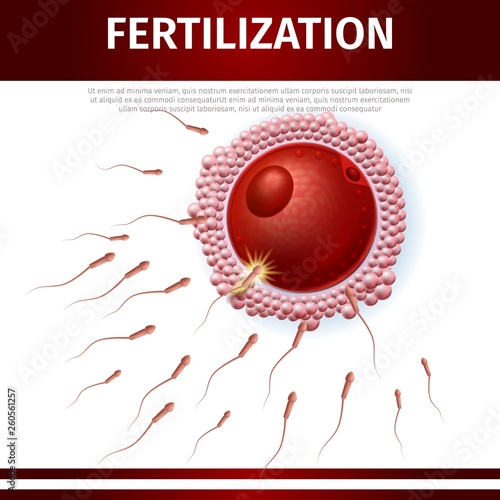 Man Sperm Moving to Woman Ovum Egg Cell Banner