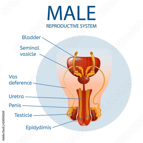 Anterior View of Man's Genitals with Main Parts