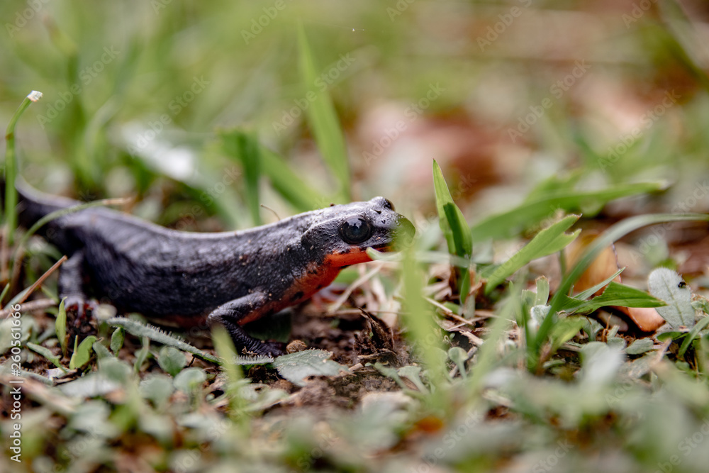 Fototapeta premium Sword tail newt in Okinawa
