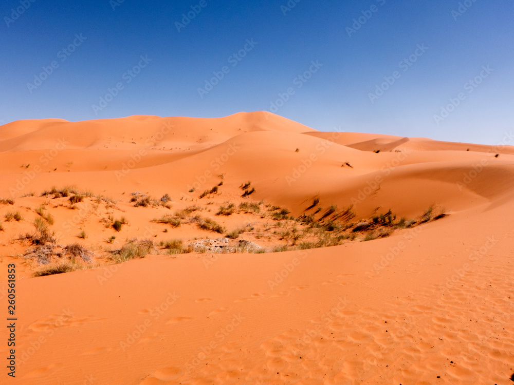 Dünenlandschaft in der Wüste Sahara im Süden von Marokko. In der Senke wachsen kleine Büsche und Gräser.