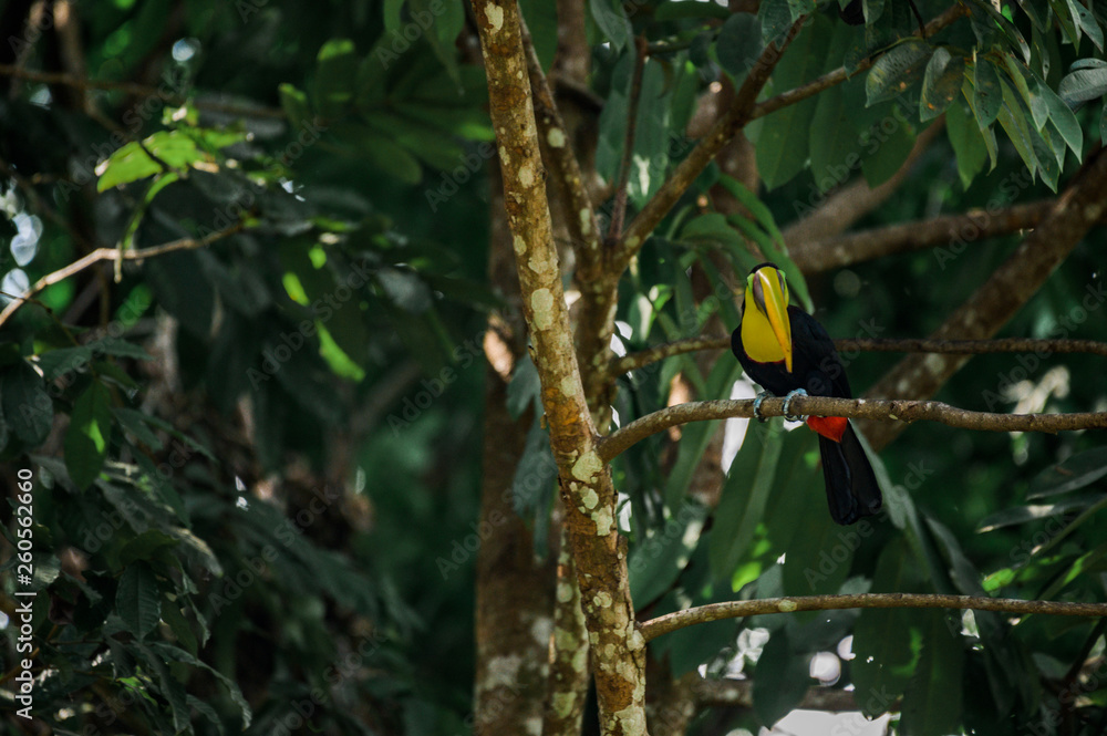 Obraz premium Toucan