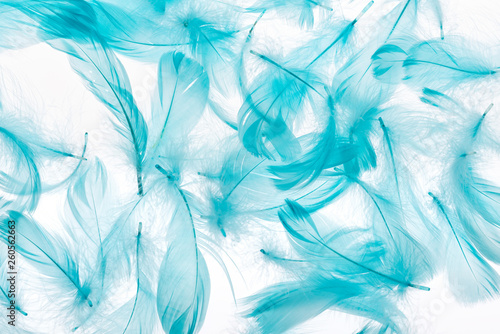 seamless background with blue lightweight and bright feathers isolated on white