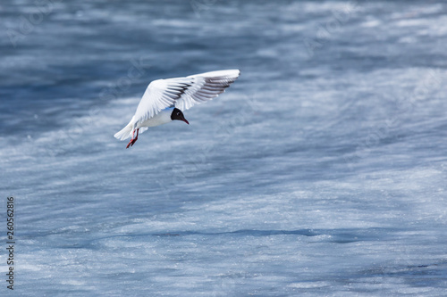 The alone flying gull or mew in the spring sunny day in the city park on the background of the river or lake ice