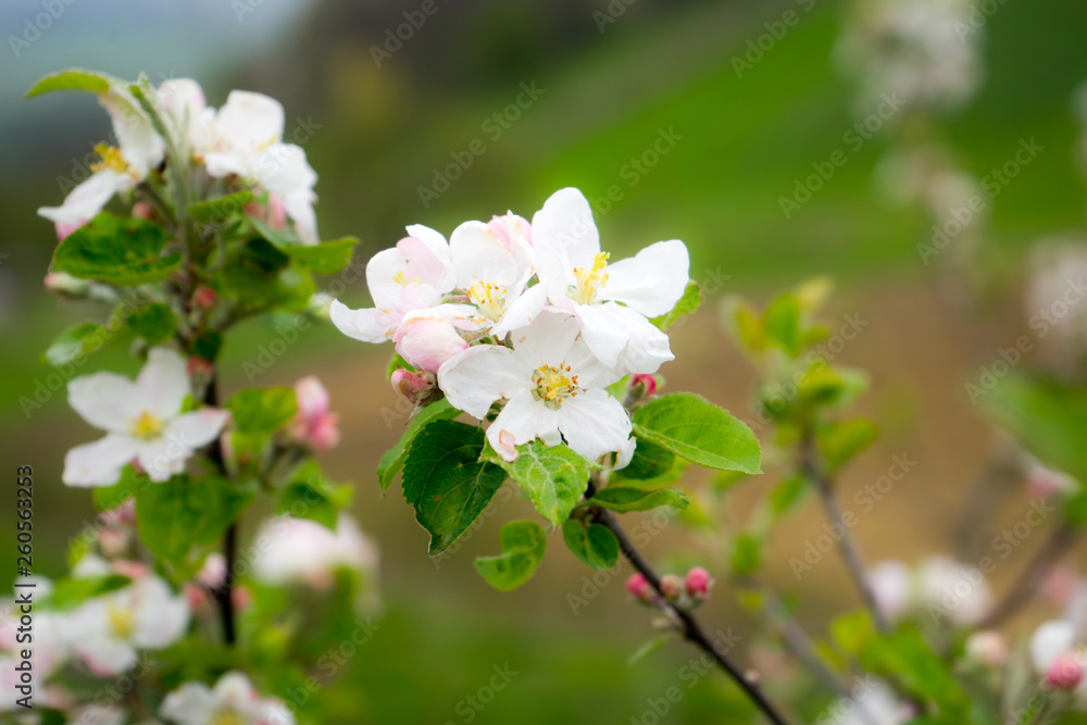 Obraz premium Sour cherry tree in bloom, Slovenia, spring, early in the morning