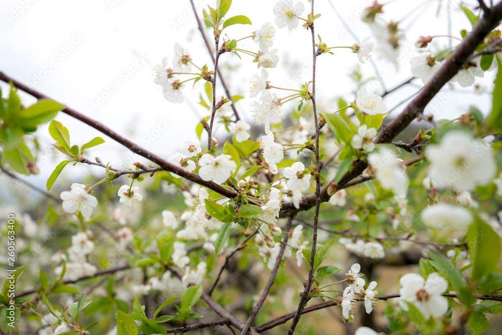 Sour cherry tree in bloom, Slovenia, spring, early in the morning