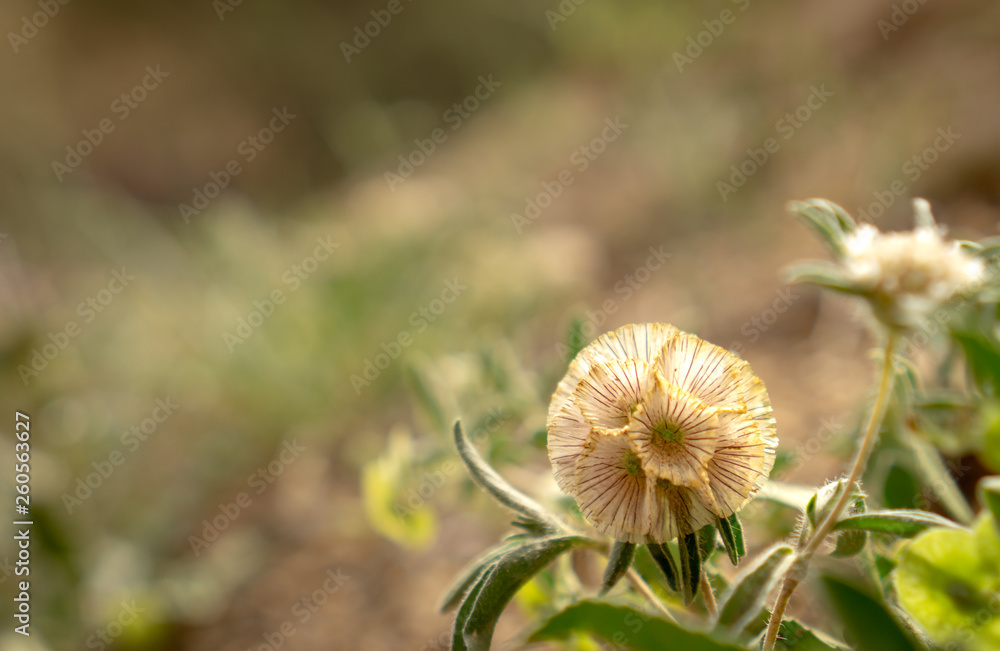 A small wildflower A small wildflower