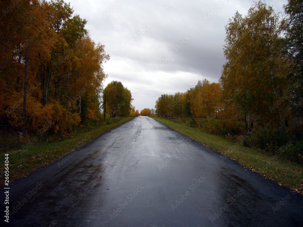 Fototapeta premium road in autumn