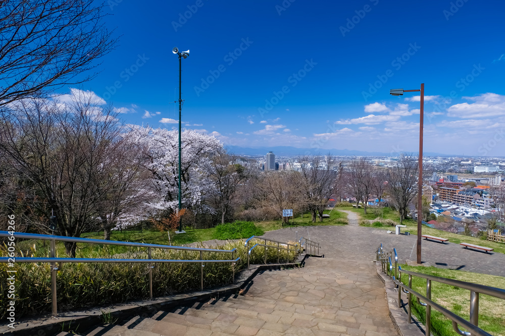 Naklejka premium 春 多摩市 都立桜ヶ丘公園 ゆうひの丘