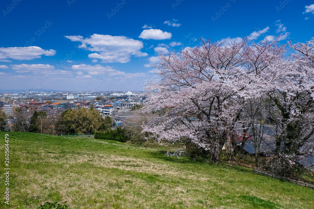 春 多摩市 都立桜ヶ丘公園 ゆうひの丘 春 多摩市 都立桜ヶ丘公園 ゆうひの丘
