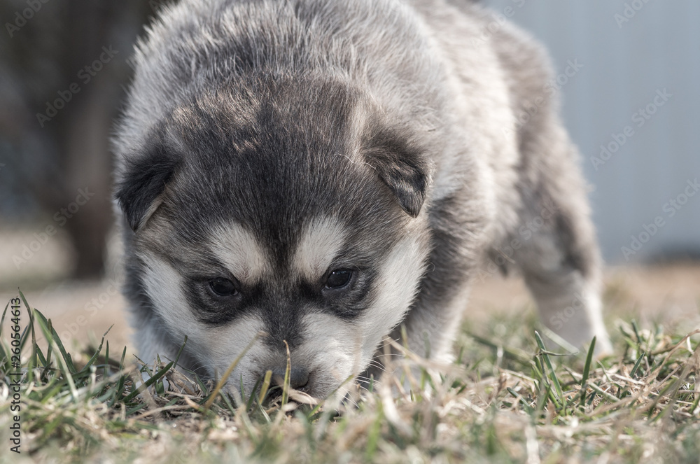 Young husky puppy playing on the grass.