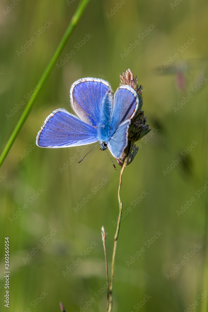 Common blue butterfly Common blue butterfly