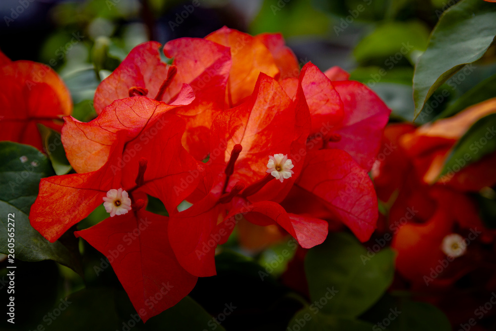 Bougainvillea flower macro shot Bougainvillea flower macro shot