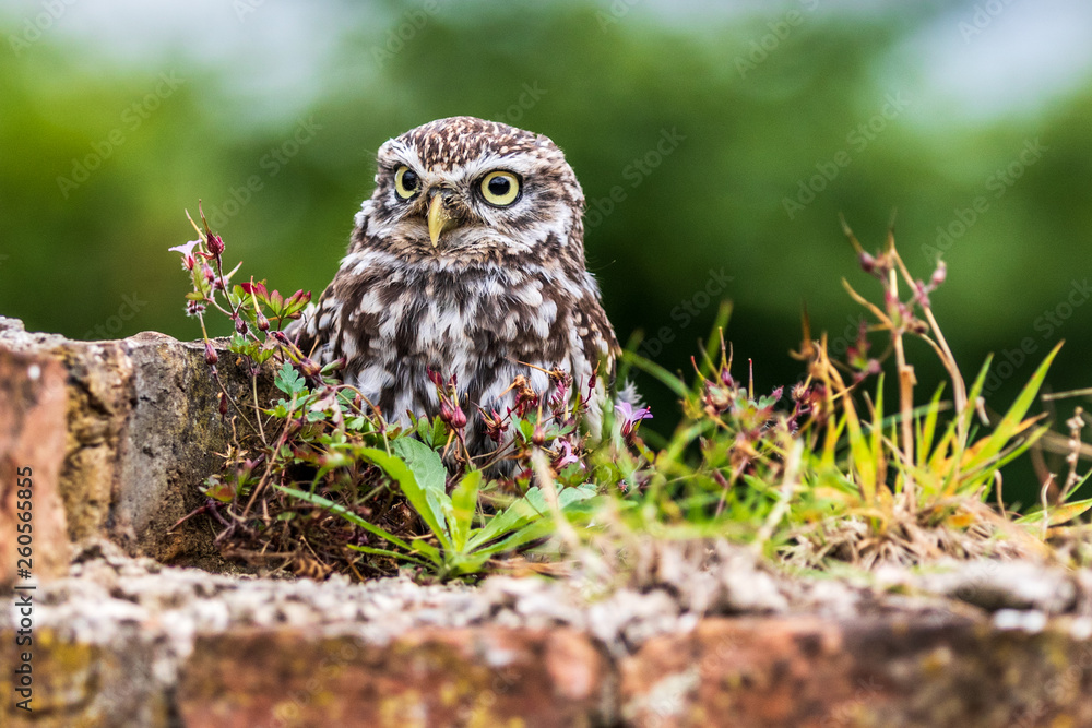 Little owl (Athene noctua) Little owl (Athene noctua)