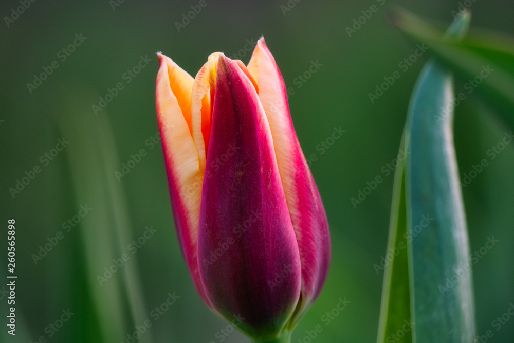 Tulpe Tulpe