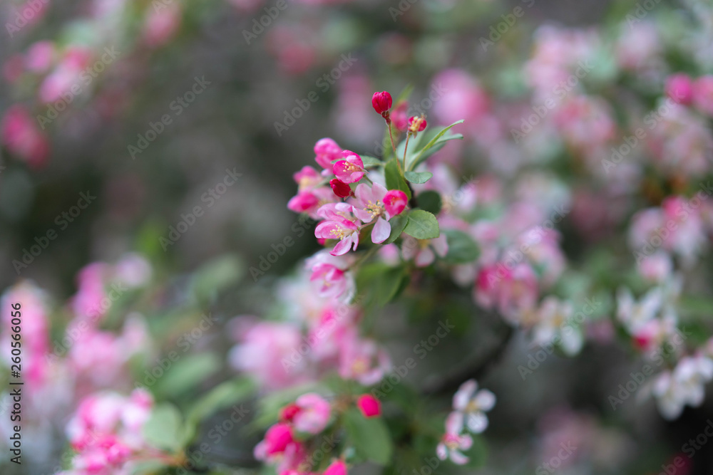 cherry tree with pink flowers cherry tree with pink flowers