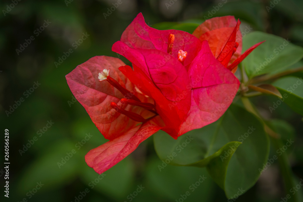 Bougainvillea flower macro shot 