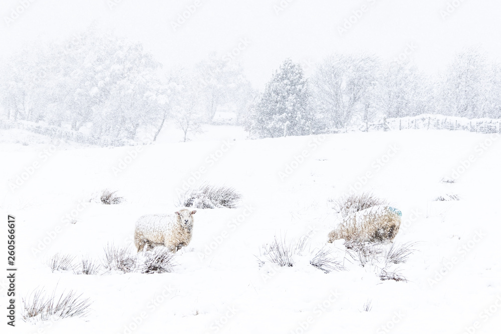 Sheep in the snow Sheep in the snow