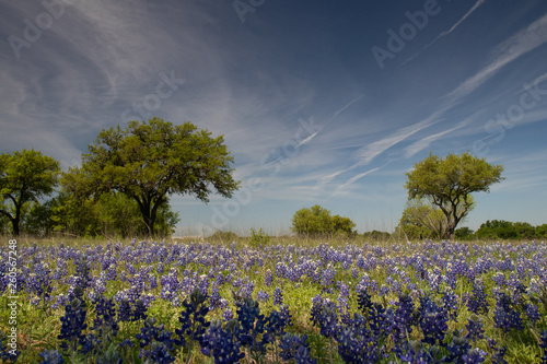 Bluebonnets in a field under a tree with blue sky background