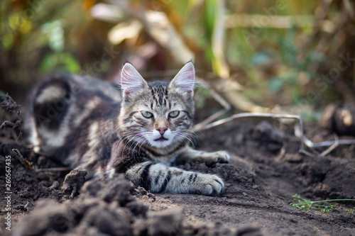 Wallpaper Mural Domestic cat resting outdoor Torontodigital.ca