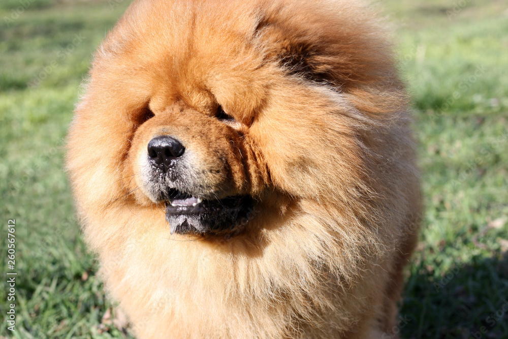 Portrait of a beautiful chow chow dog in the park