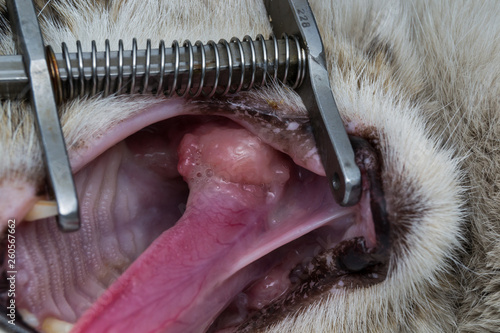 eosinophilic granuloma in the mouth of a cat. Cat with oral tumor.