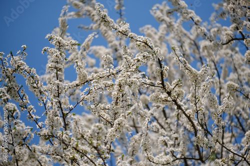 White Mirabelle plum tree in spring
