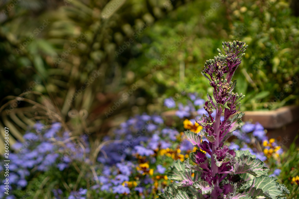 Obraz premium Colorful garden plant composition