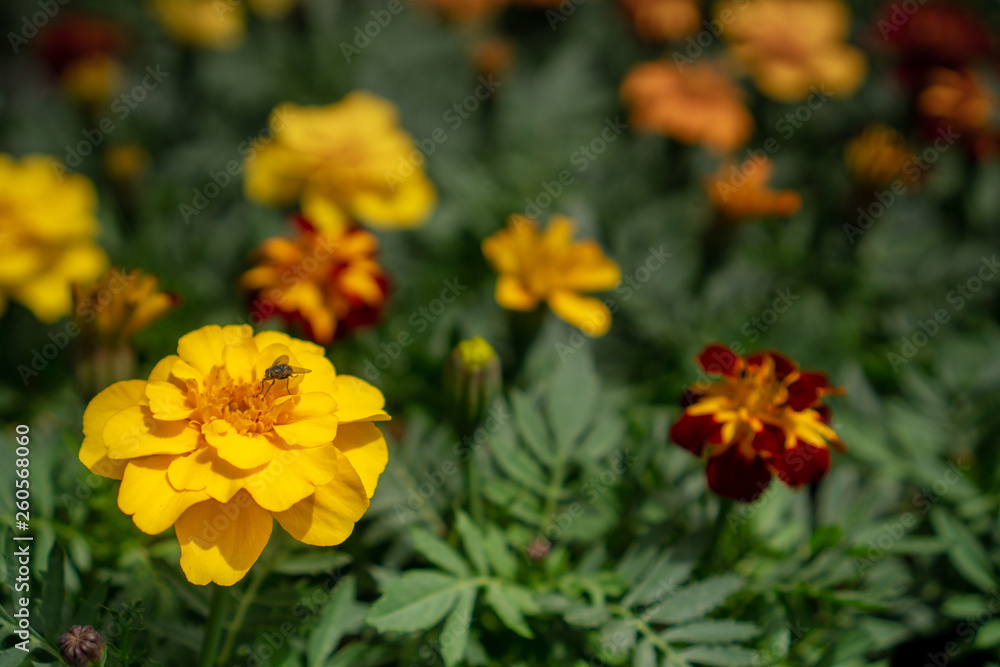 Yellow flower composition Yellow flower composition