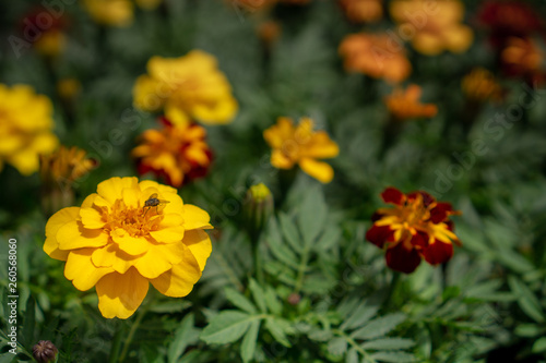 Yellow flower composition