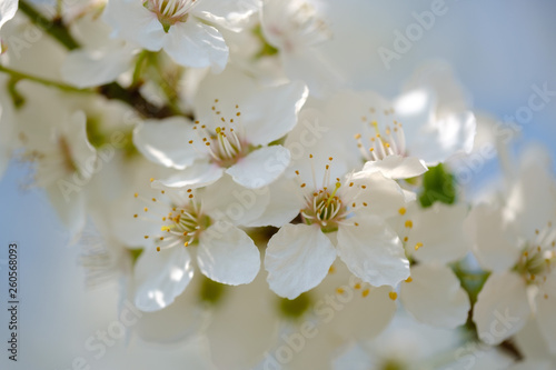 White Mirabelle plum tree in spring © Vesna