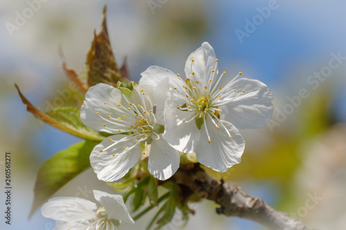 White spring cherry blossom