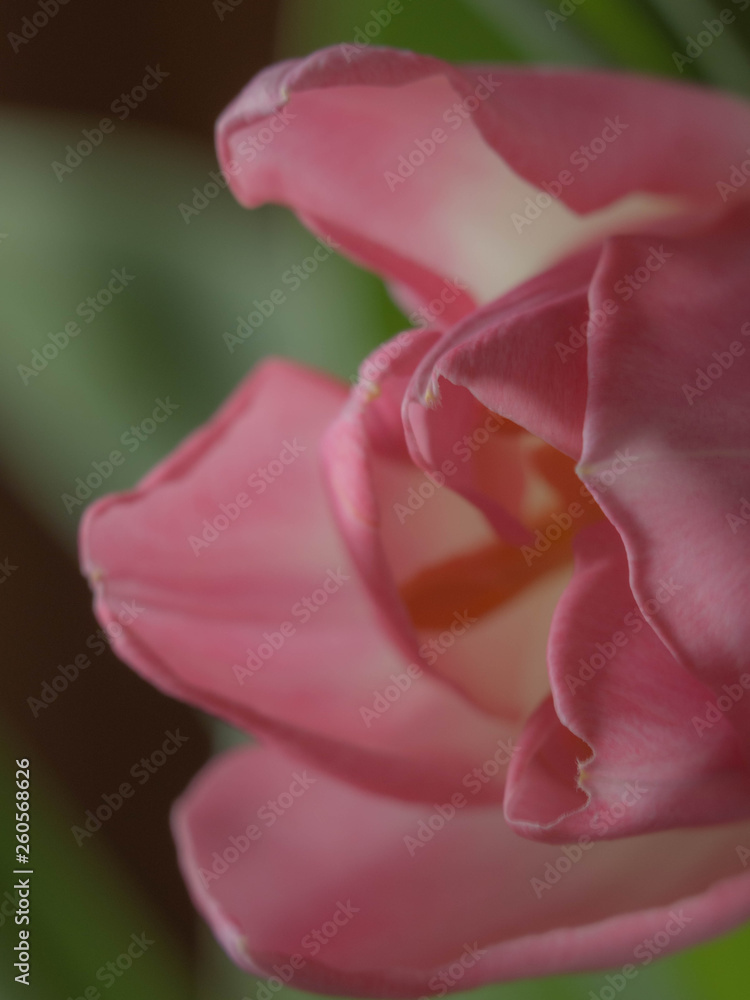 Spring decoration, tulips blurred, soft mist, postcard Spring decoration, tulips blurred, soft mist, postcard