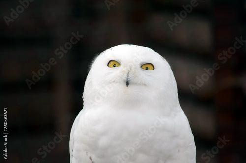 White Owl Nyctea Scandiaca
