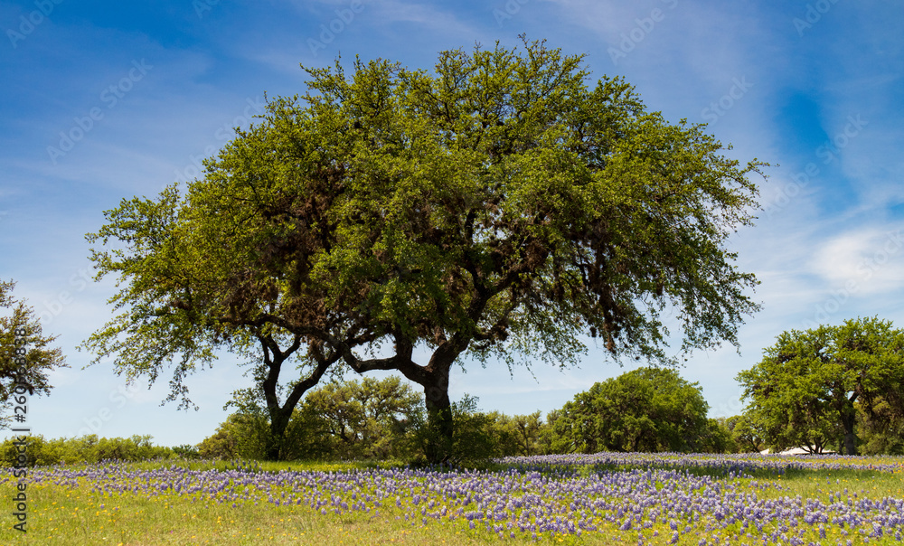 Fototapeta premium Bluebonnets in a field under a tree with blue sky background