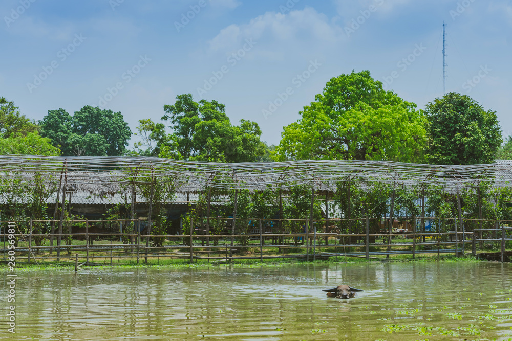 Buffalo swimming in the swamp at Thai Buffalo Conservation Village in Suphan Buri, Thailand