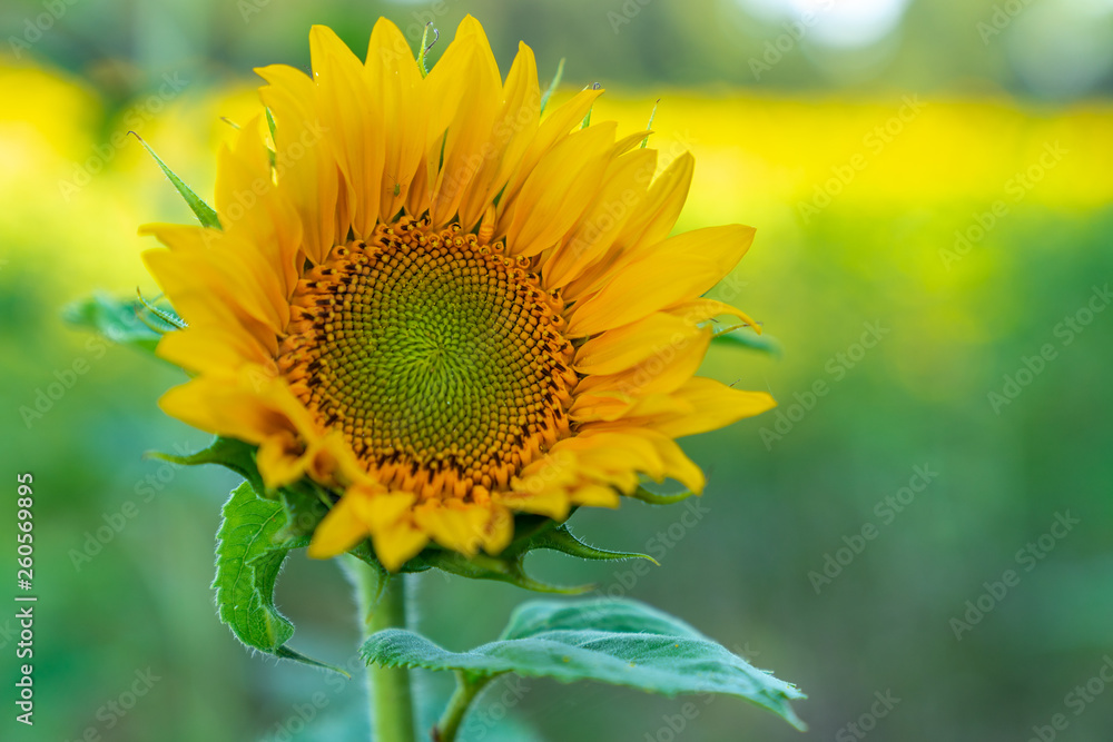 Obraz premium Sonnenblume