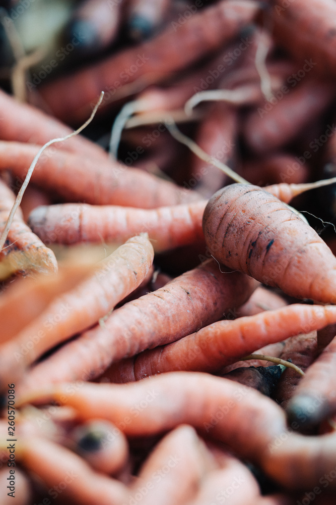 Harvest. Carrots close up in the garden. Nature background