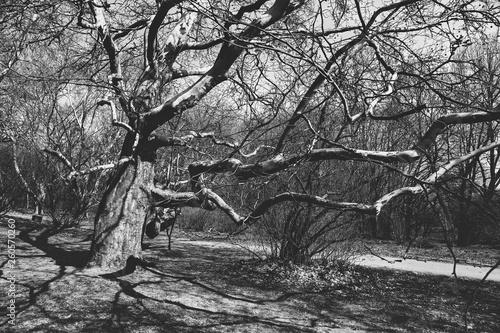 black and white photo of trees and their shadows
