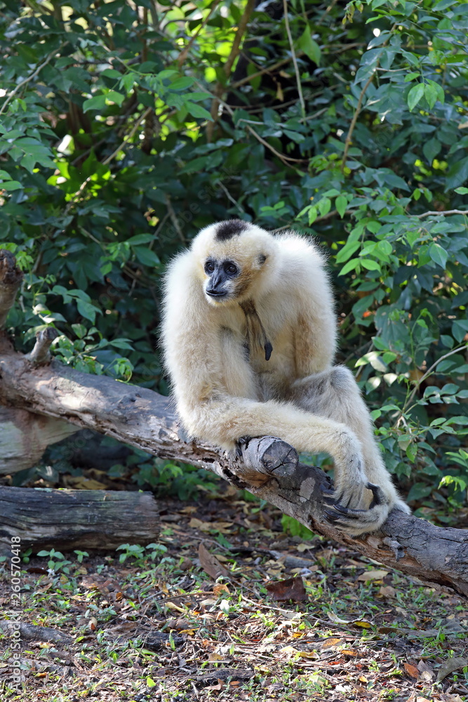 Obraz premium Nomascus concolor. Female white-cheeked crested Gibbon close-up