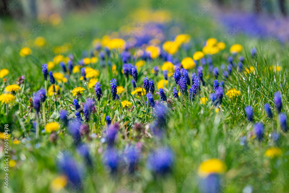 spring flowers background 
