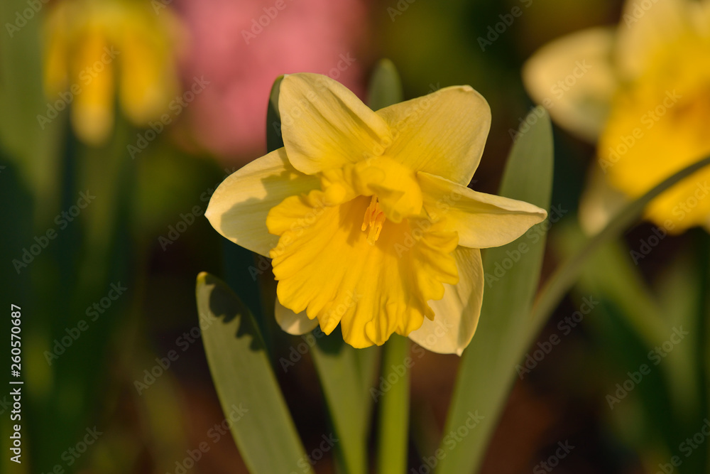 Gelbe Narzisse (Narcissus pseudonarcissus) Gelbe Narzisse (Narcissus pseudonarcissus)