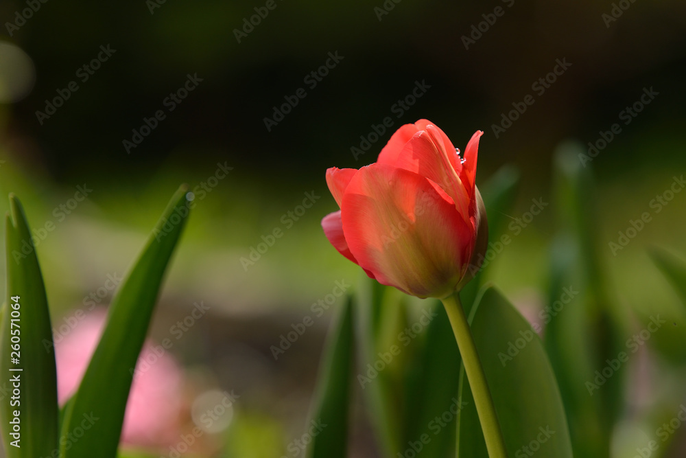 Tulpenblüte im Frühjahr
