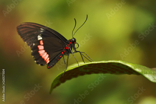 Beautiful butterfly sitting on flower against green background in a summer garden,beautiful insect in the nature habitat, wildlife from Amazon in Brazil, South America