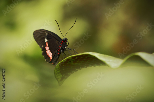 Beautiful butterfly sitting on flower against green background in a summer garden,beautiful insect in the nature habitat, wildlife from Amazon in Brazil, South America
