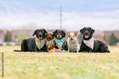 five dogs pose with plastic multicolored Easter eggs at a park