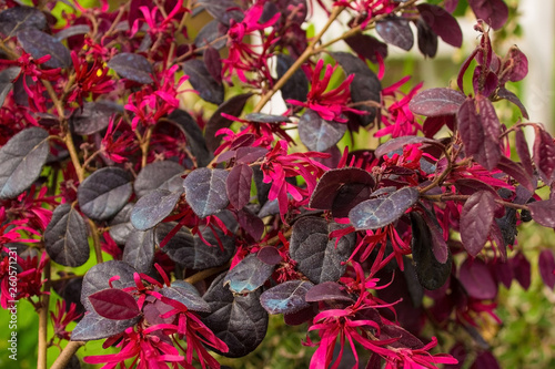 Leaves and flowers on a Loropetalum Chinense plant growing in north east Italy. This evergreen shrub is commonly known as Loropetalum, Chinese Fringe Flower or Strap Flower